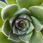 article image - desert1